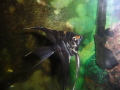   MY PET FISH  